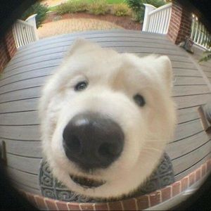 Meet your Posher, Jordan